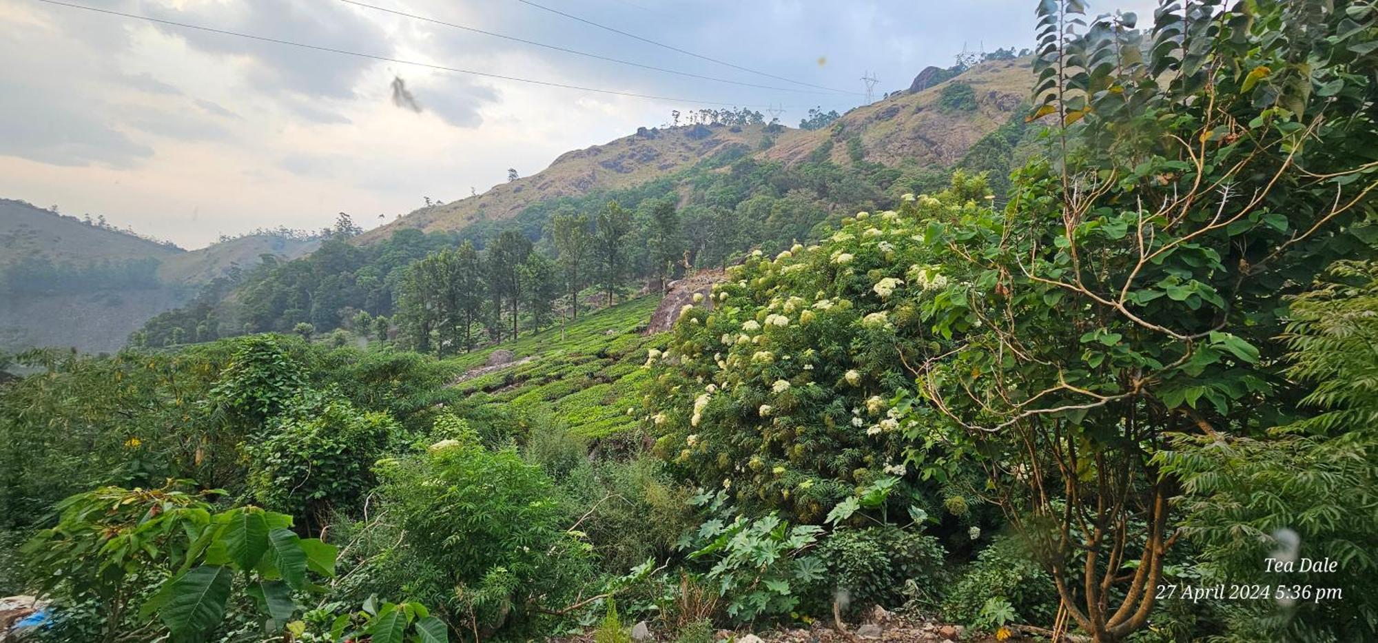 Tea Dale - All Rooms With Tea Estate View Munnar Eksteriør bilde